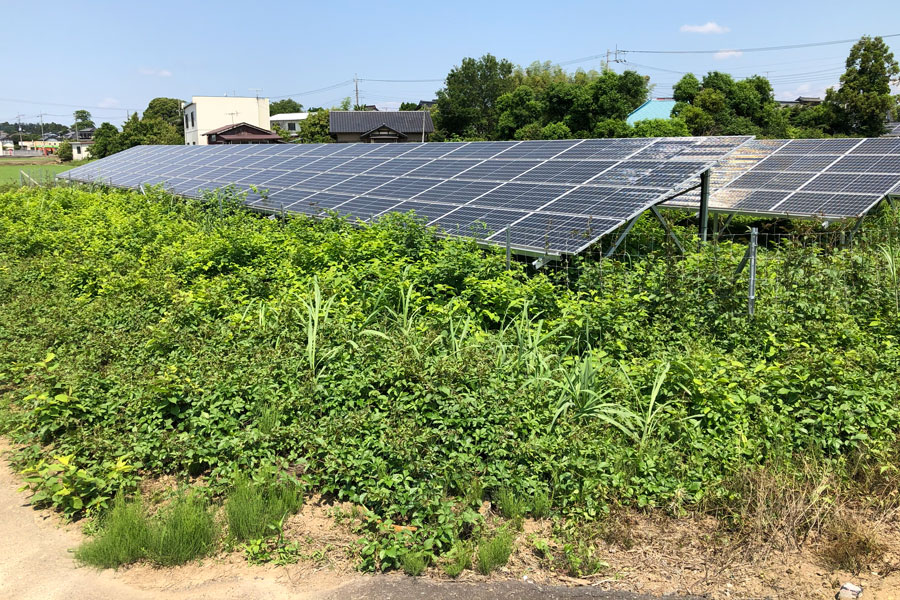 太陽光発電所の除草作業前