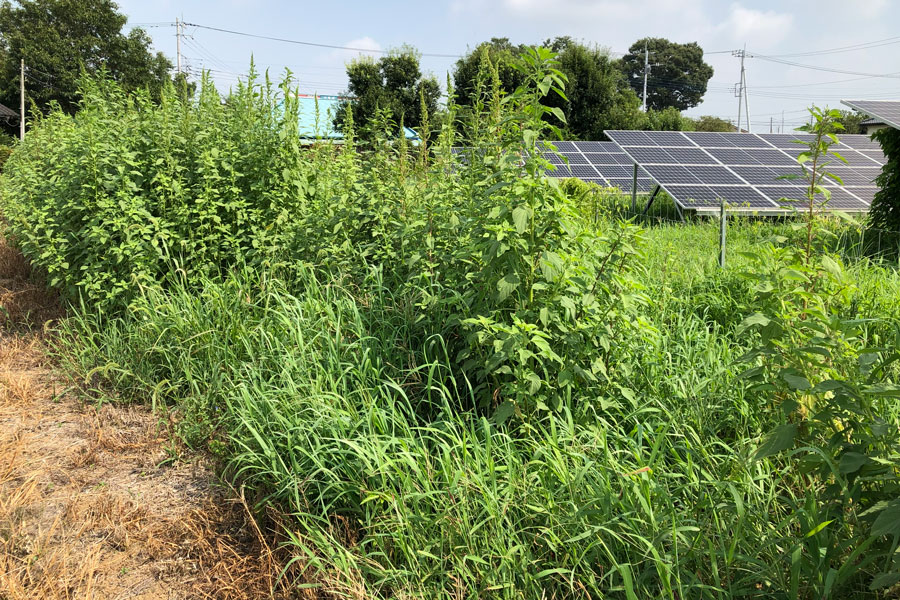 太陽光発電所の除草作業前