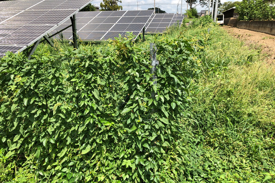 太陽光発電所の除草作業前